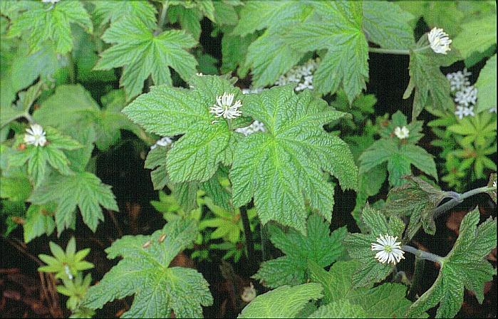 Hydrastis canadensis Hydrastis canadensis