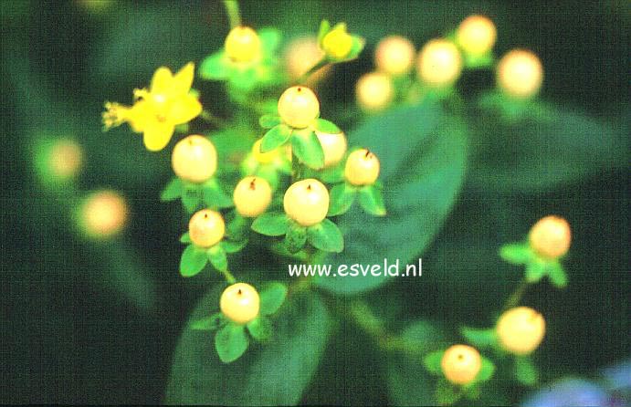 Hypericum 'Esmamber' (ELITE AMBER) Hypericum 'Esmamber' (ELITE AMBER)