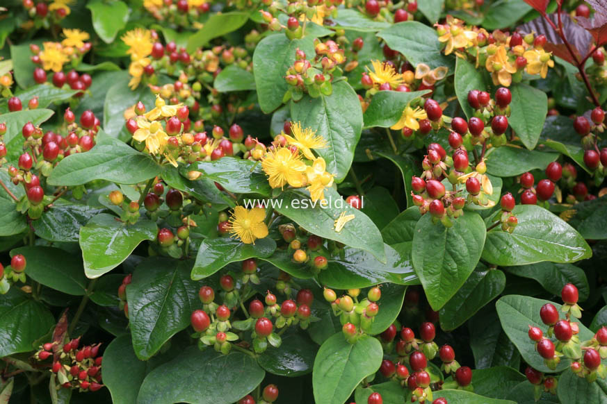 Hypericum 'Kolmcherrip' (MAGICAL CHERRY)