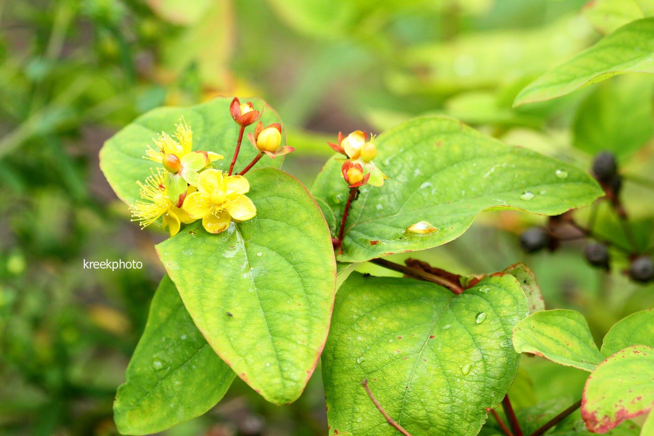 Hypericum androsaemum