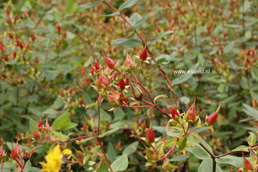 Hypericum forrestii