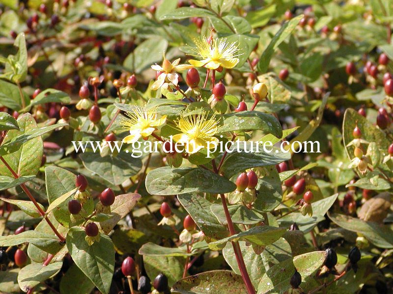 Hypericum inodorum 'Excellent Flair' Hypericum inodorum 'Excellent Flair'
