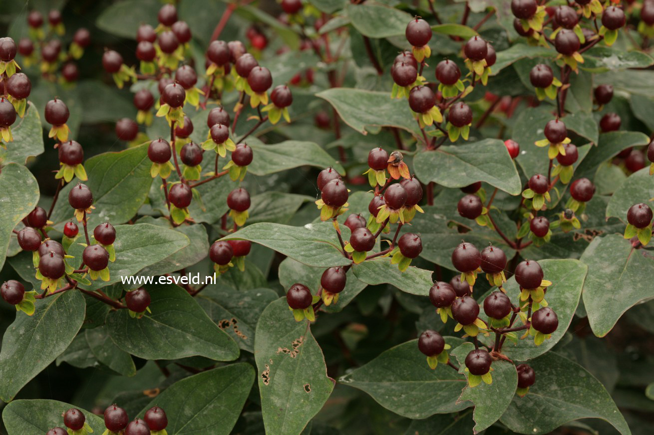 Hypericum inodorum 'Kolmago' (MAGICAL GOLD)