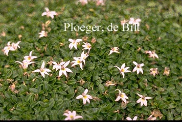 Hypsela reniformis Hypsela reniformis