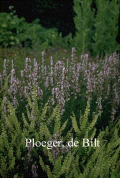 Hyssopus officinalis 'Roseus'