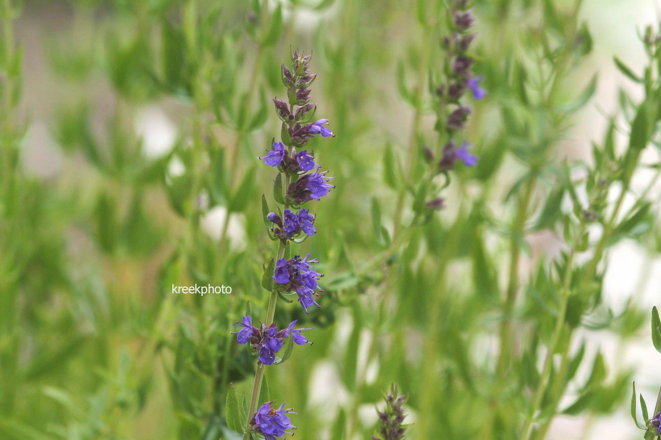 Hyssopus officinalis (96503)