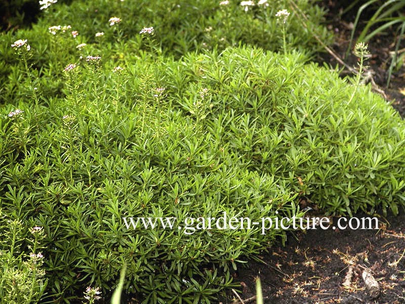 Iberis sempervirens 'Appen-Etz'