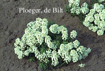 Iberis sempervirens 'Weisser Zwerg'