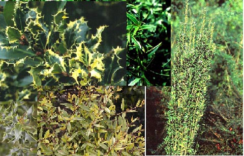 Ilex  Aanbiedingspakket 6 verschillende