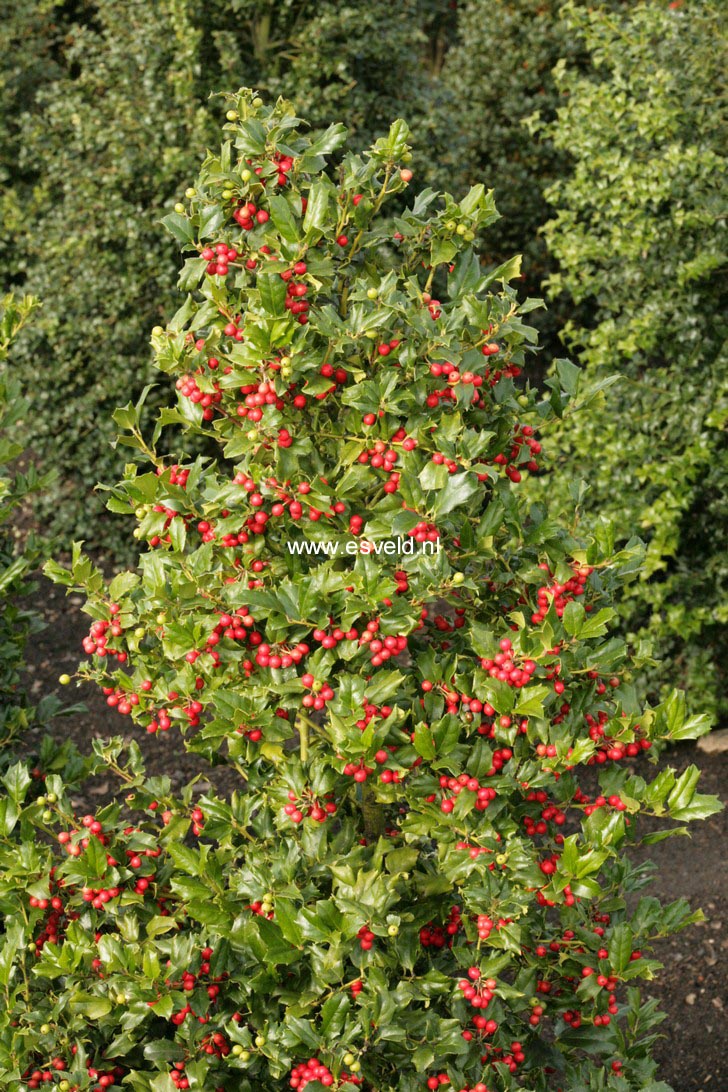 Ilex 'Chinese Girl'