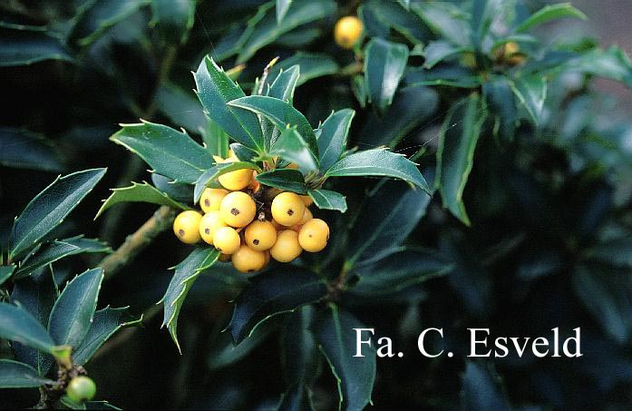 Ilex 'Cousin'