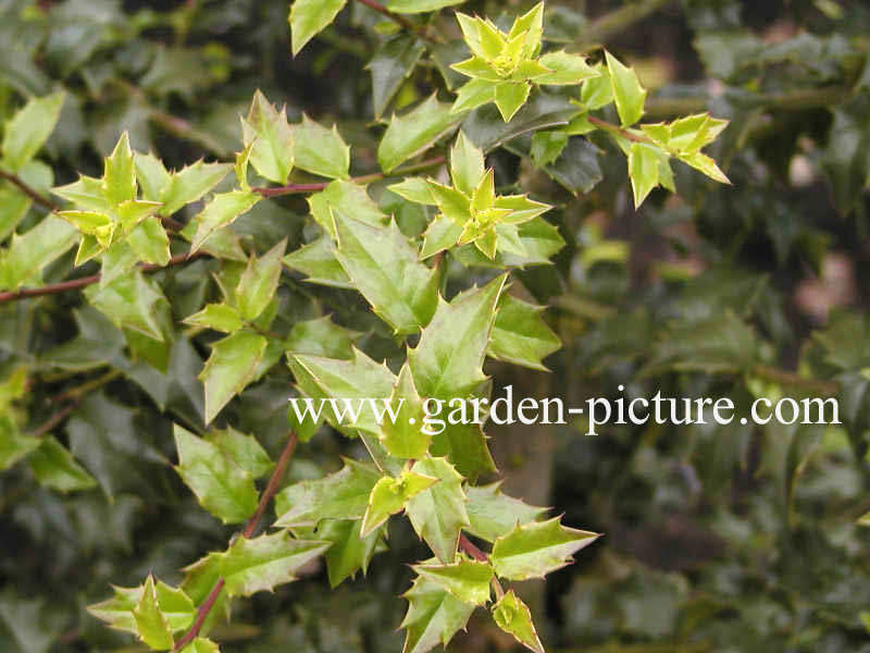 Ilex 'Denmark'