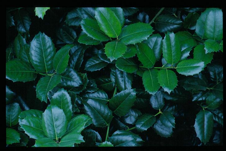 Ilex 'Emily Brunner'