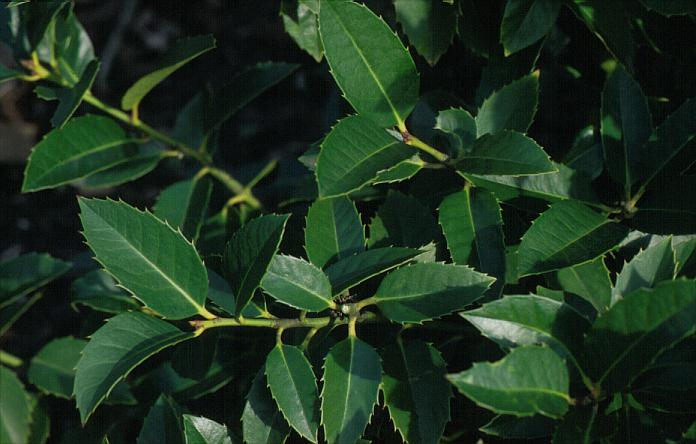Ilex 'Grandier' Ilex 'Grandier'