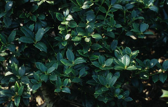 Ilex 'Harry Gunning'
