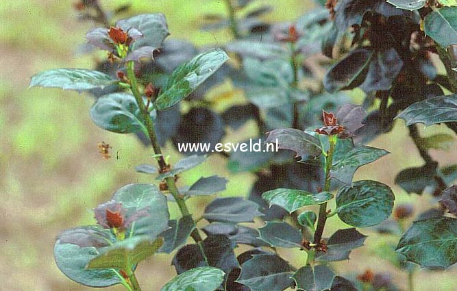 Ilex 'Malcolm S. Whipple'