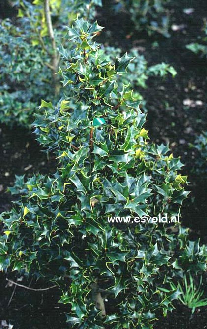 Ilex 'Shin Nien' Ilex 'Shin Nien'