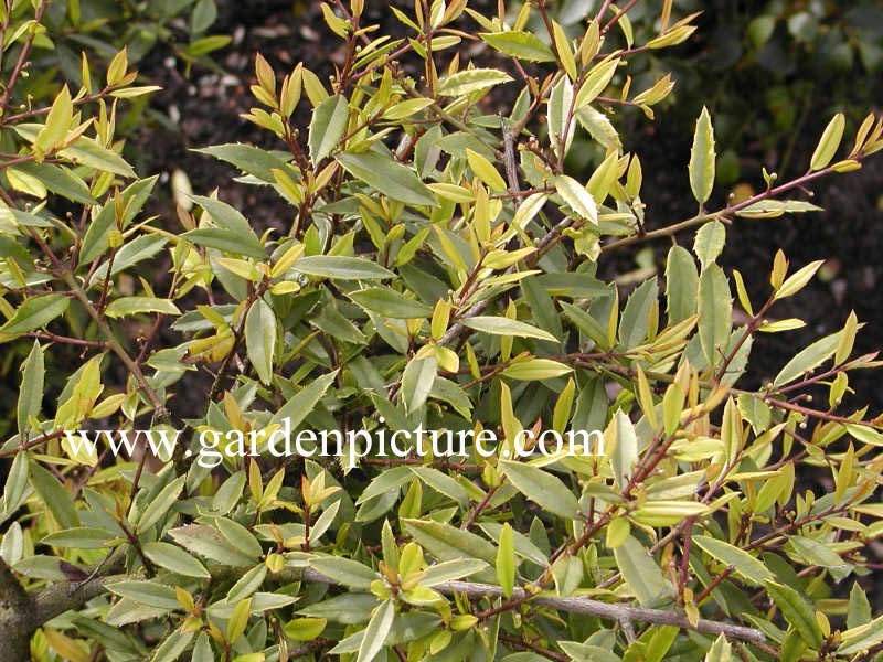 Ilex 'Tanager' Ilex 'Tanager'