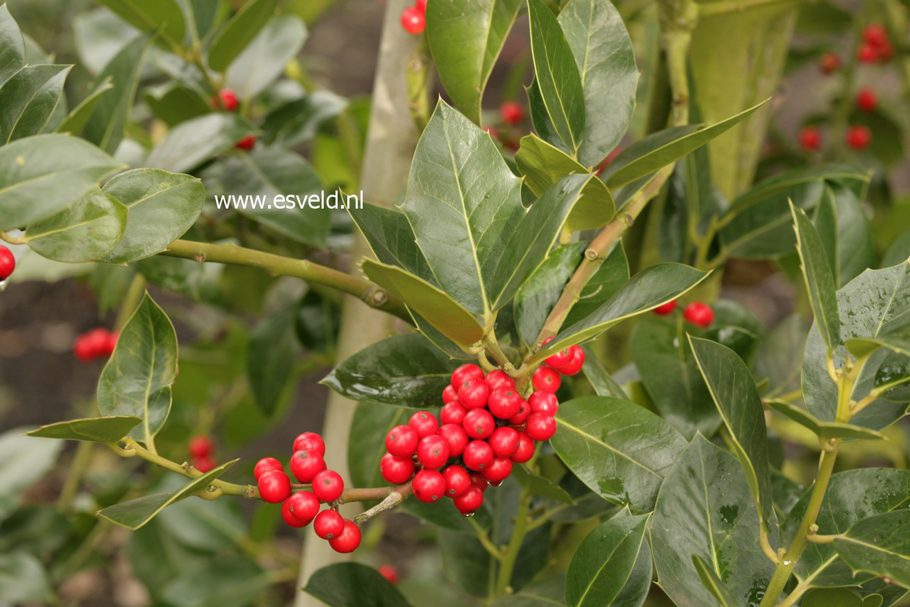 Ilex altaclerensis 'Balearica'