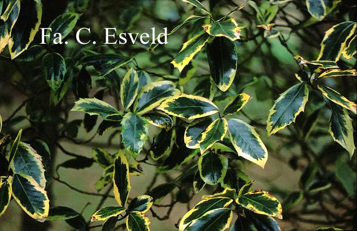 Ilex altaclerensis 'Camellifolia Variegata'