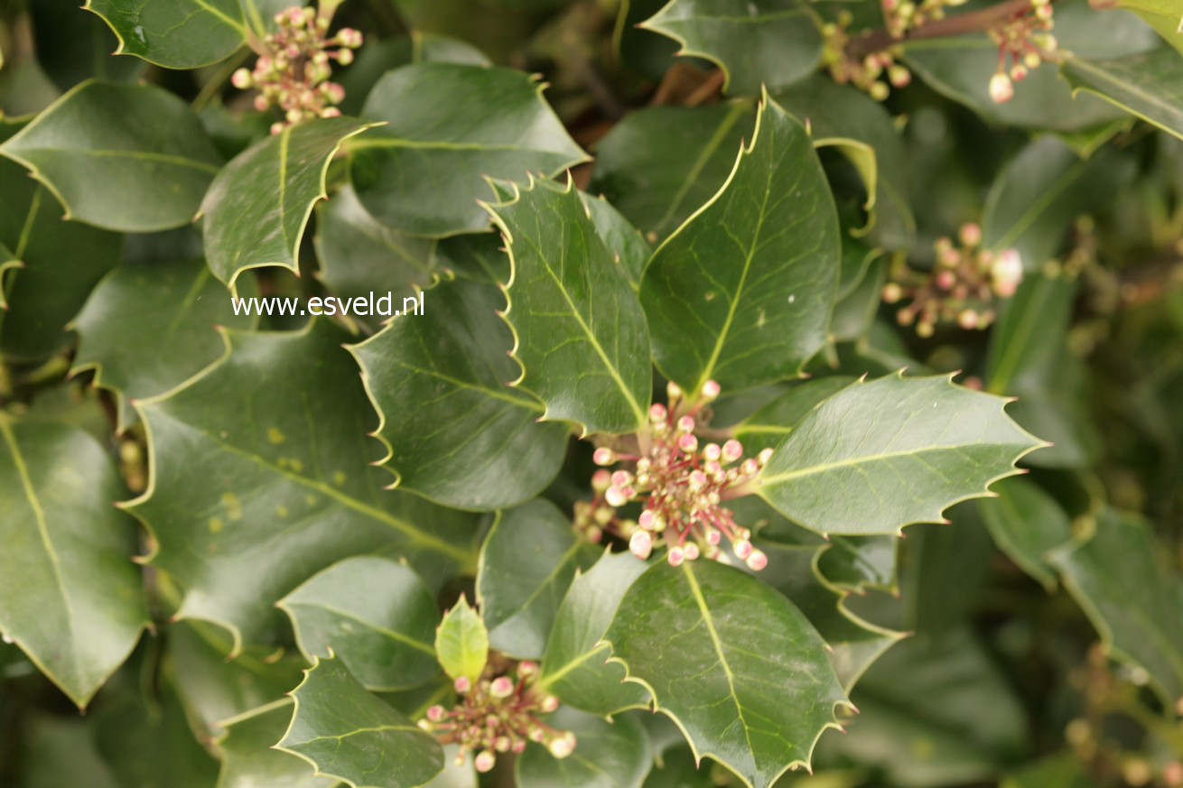 Ilex altaclerensis 'Hodginsii'