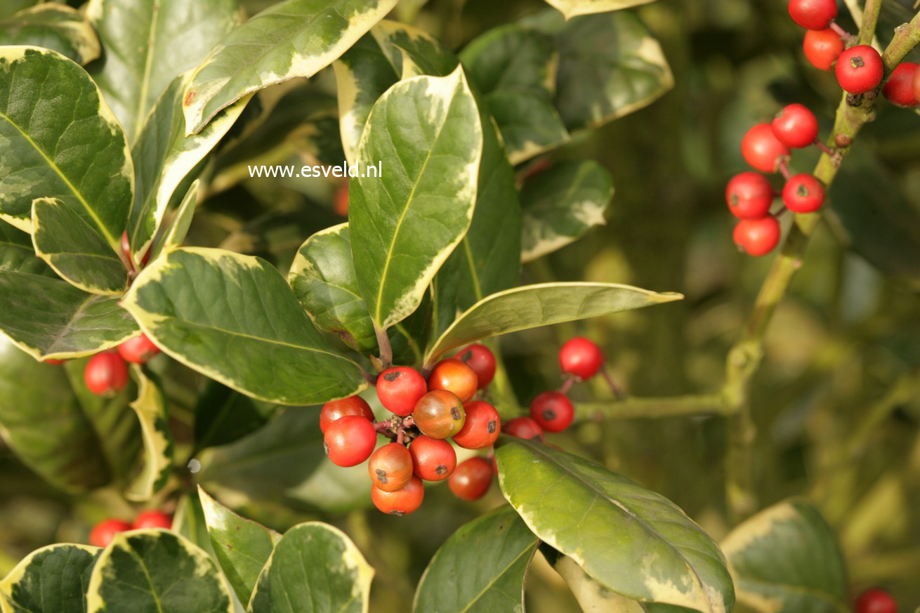 Ilex altaclerensis 'Howick'