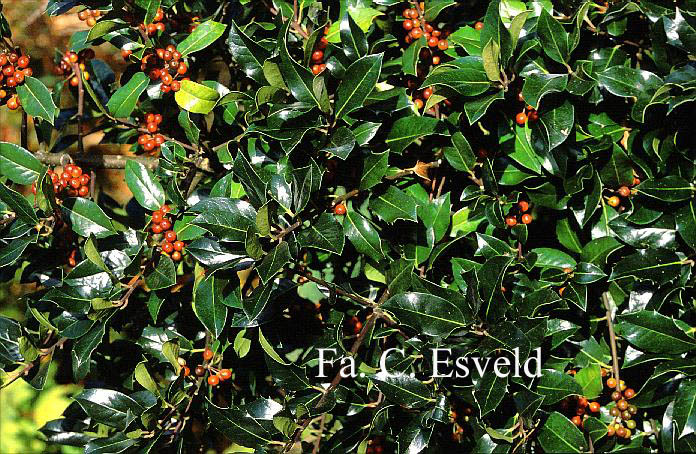 Ilex altaclerensis 'M.M. Barnes'