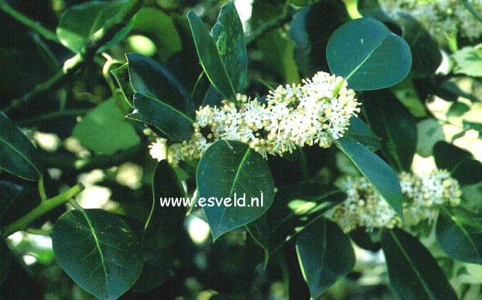 Ilex altaclerensis 'Nigrescens'
