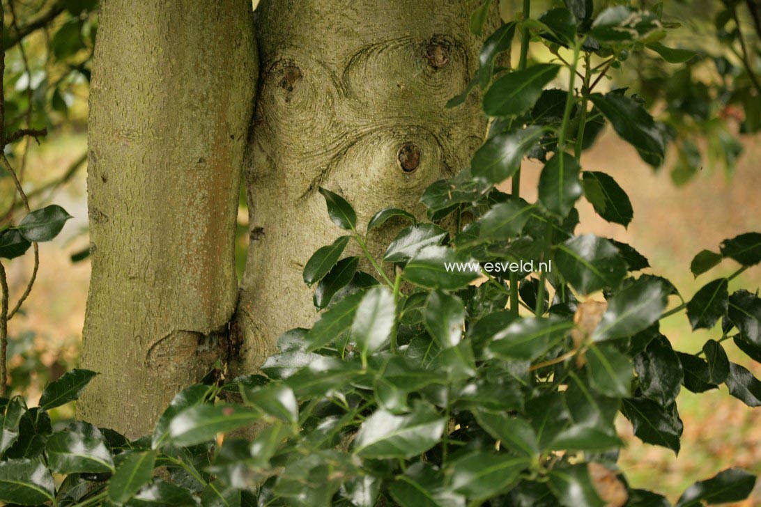 Ilex altaclerensis 'Wilsonii'