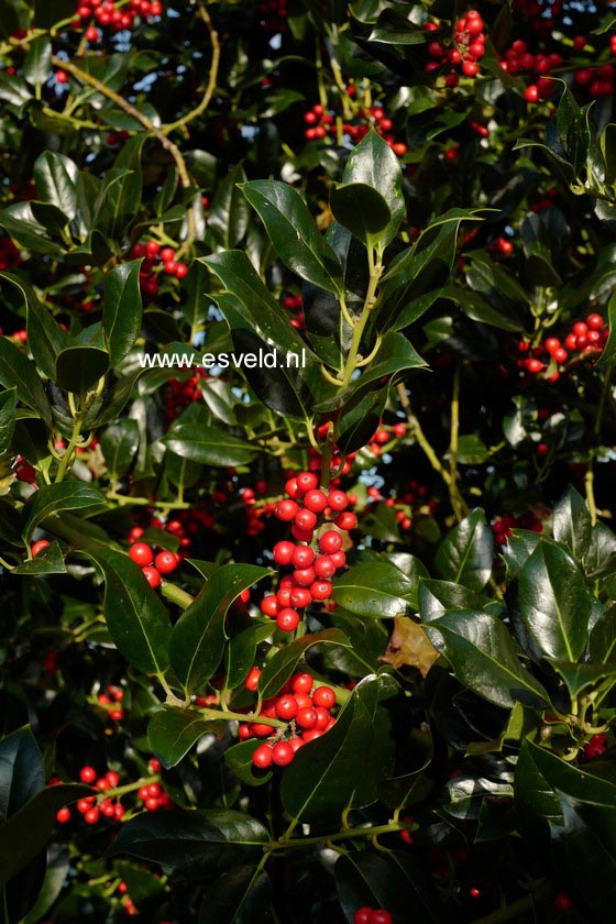 Ilex aquifolium 'Berlicum Beauty'