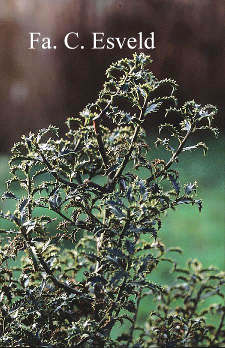 Ilex aquifolium 'Crassifolia'