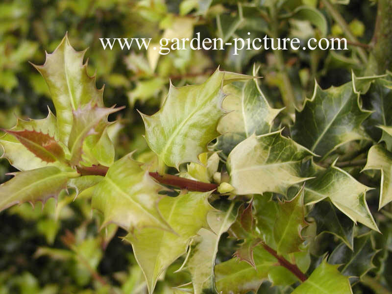 Ilex aquifolium 'Flavescens'