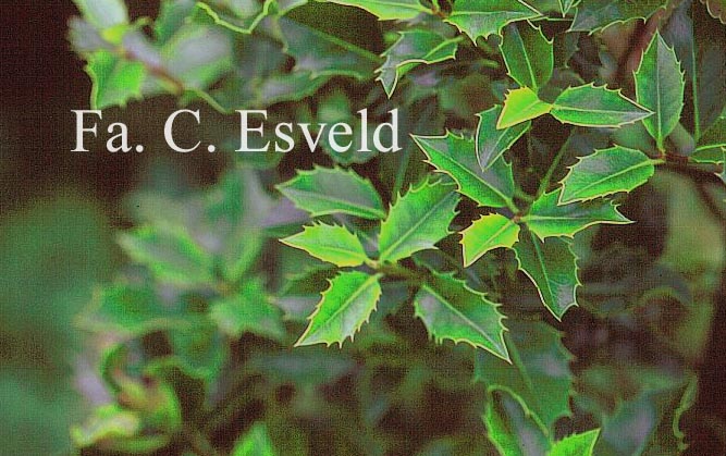 Ilex aquifolium 'Foxii' Ilex aquifolium 'Foxii'