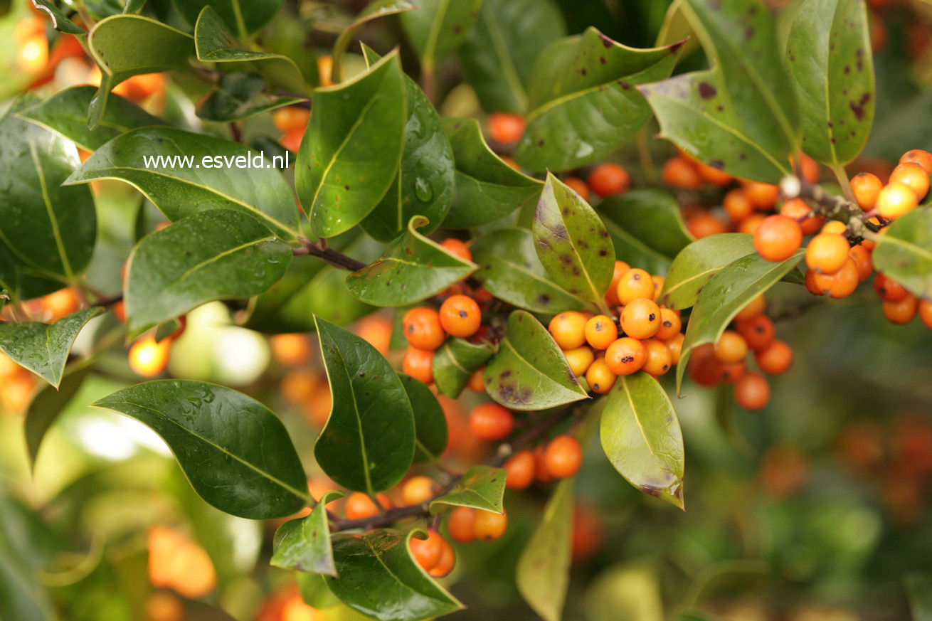 Ilex aquifolium 'Fructu Aurantiaca'