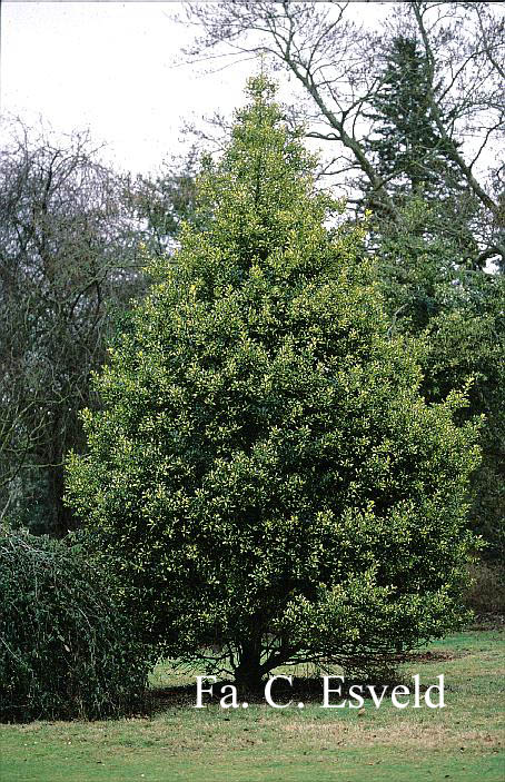 Ilex aquifolium 'Golden Milkboy'