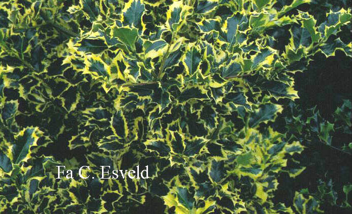 Ilex aquifolium 'Golden Queen'
