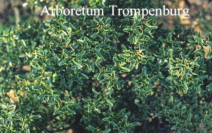 Ilex aquifolium 'Hastata'