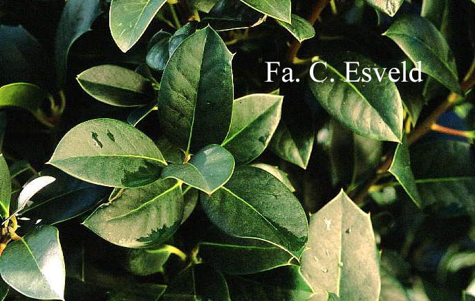 Ilex aquifolium 'Integrifolia'