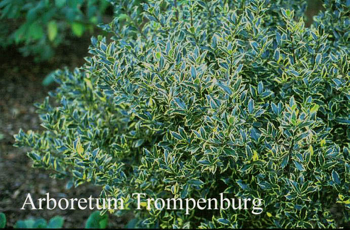 Ilex aquifolium 'Laurifolia Variegata'