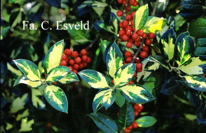 Ilex aquifolium 'Maderensis Variegata'