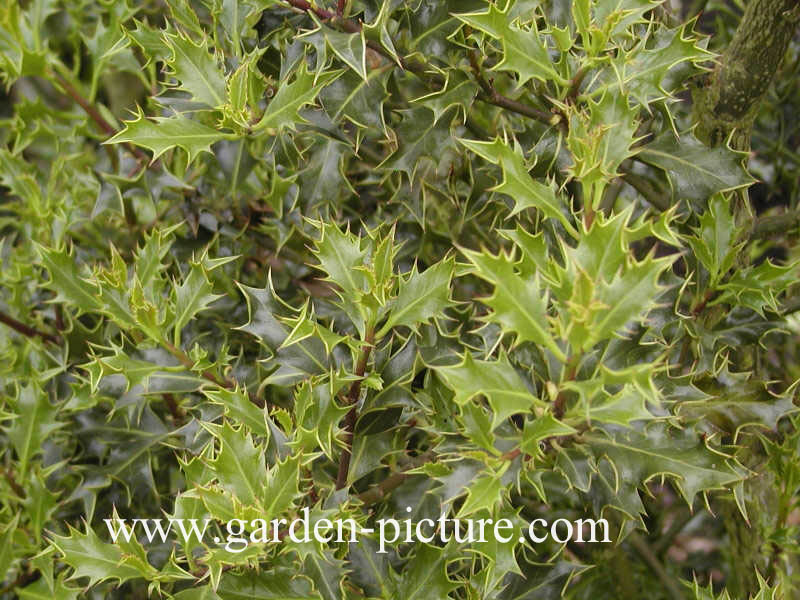 Ilex aquifolium 'Monstrosa'
