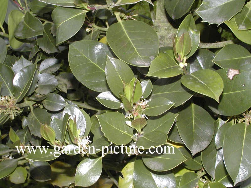 Ilex aquifolium 'Nigricans'