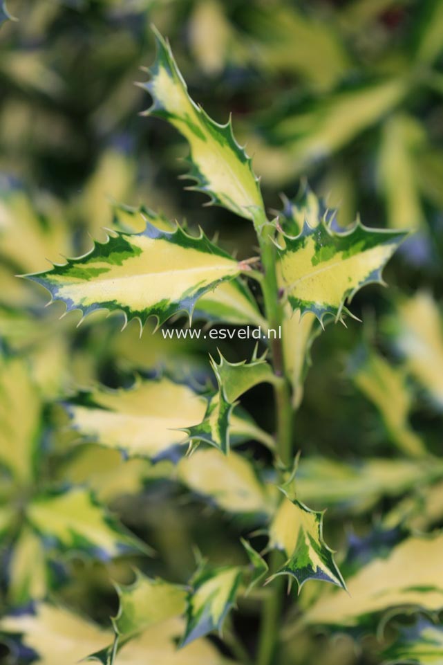 Ilex aquifolium 'Northern Lights'