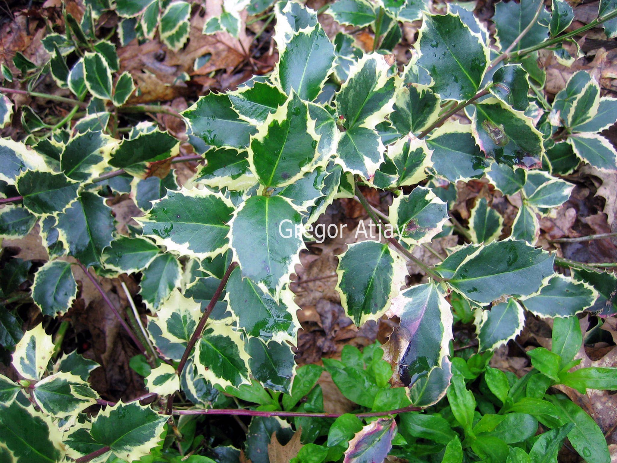 Ilex aquifolium 'Ovata'