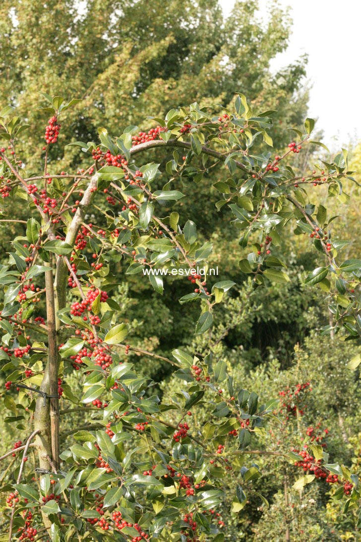 Ilex aquifolium 'Pendula Femina'
