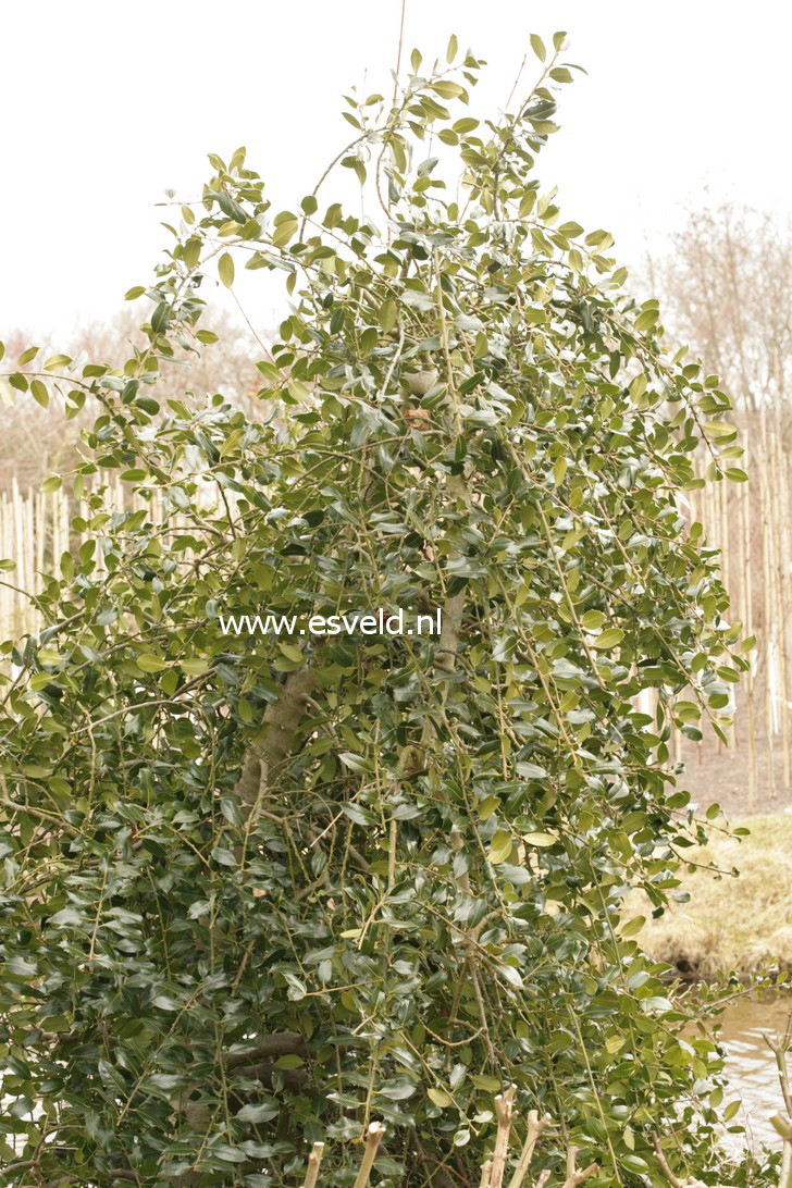 Ilex aquifolium 'Pendula'