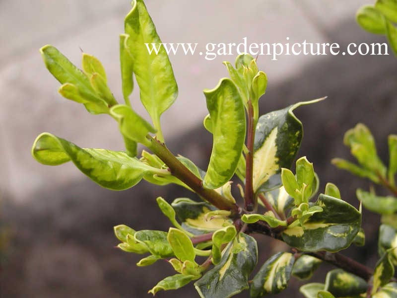 Ilex aquifolium 'Scotica Aureomaculata'