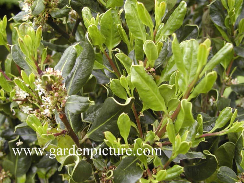 Ilex aquifolium 'Scotica' Ilex aquifolium 'Scotica'