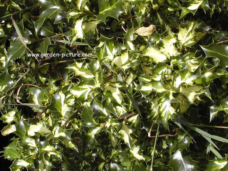 Ilex aquifolium 'Silver Milkboy'