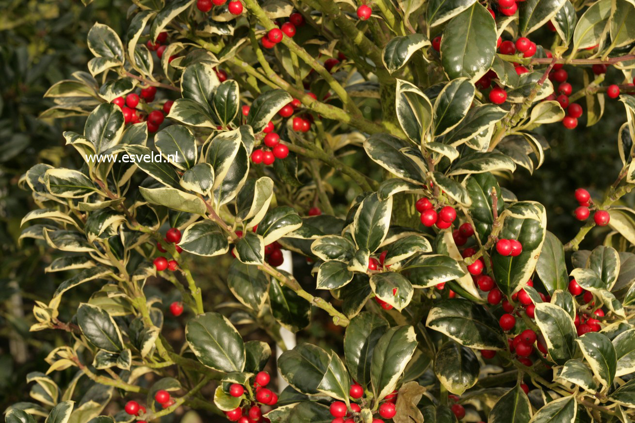 Ilex aquifolium 'Silver van Tol'